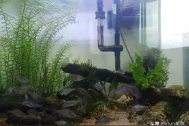 掌握了这些小窍门，鳑鲏饲养也很简单图片