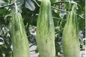 春天吃水果，这种“瓜”可别错过了，长相一般，味道却好的不得了图片