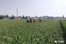 永年区蒜薹收购供不应求图片