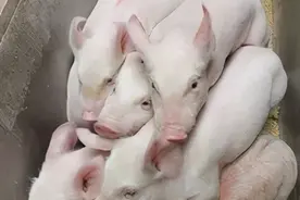 趁机补栏，仔猪这样进场管理图片