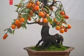 野柿子树有什么利用价值？图片