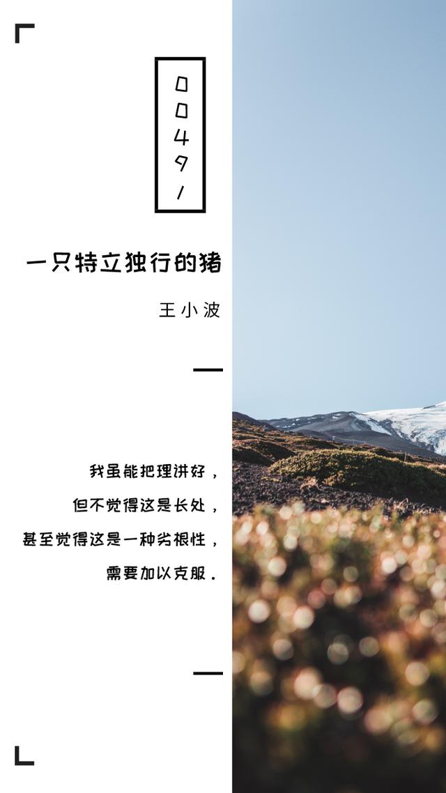 《一只特立独行的猪》十句经典句子