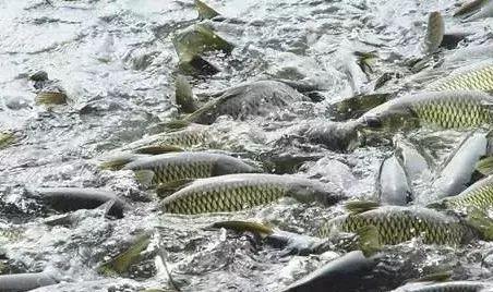 姘ㄥ熀閰歌偉姘磋啅鍘熸潵鏈夎繖浜涗綔鐢? onerror=