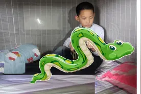 广东13岁男孩与蟒蛇“同居”12年，枕着蟒蛇睡觉，蛇为何不攻击他图片