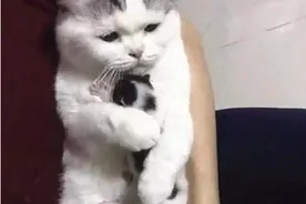 猫咪生下一只独苗，女子假装要送走小猫，低头一看却下不去手图片