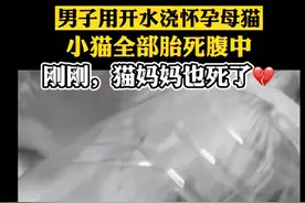 被开水浇烫的怀孕母猫死亡，央视评论上热搜图片