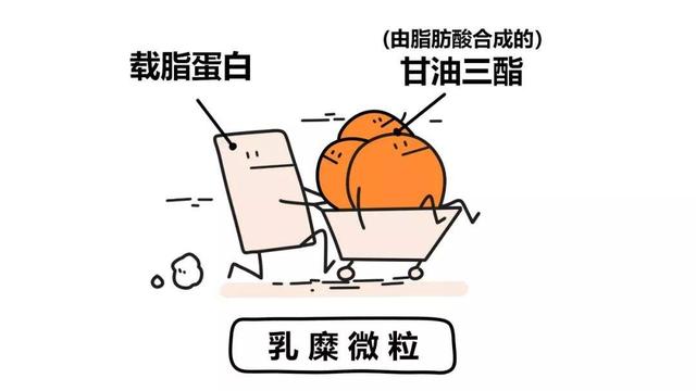 蛋白质大学问，天天都在谈的蛋白质，今天就来认识下