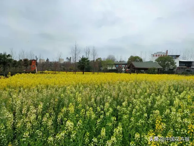 北国杏花初绽，江南已是油菜花漫山，“可甜可盐”的彩色油菜花，爱了！