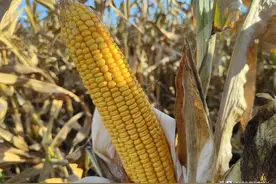 这个玉米新品种，比先玉335还高产，亩产可达3000斤图片