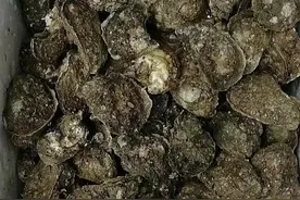 自家养殖湛江官渡生蚝，肥美鲜甜.图片