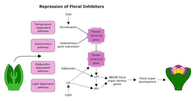 被子植物花器官发育的分子机制