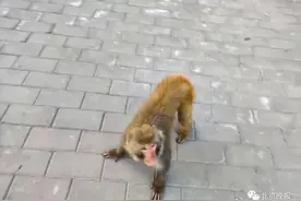 多处闹市区发现猴子出没，大摇大摆在路上溜达！相关部门：正在抓捕图片