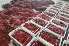 贵州遵义客户订购辣椒烘干机设备，现场辣椒烘干加工中图片