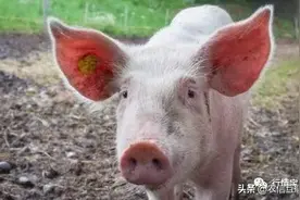 我国采购4万吨美国猪肉！猪价暴跌？还要买千万吨美豆和玉米？图片
