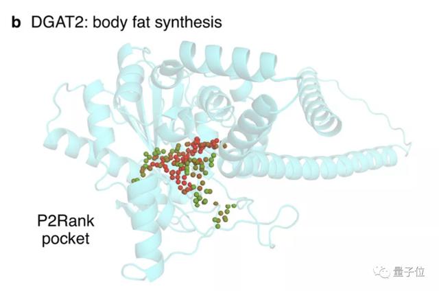 AlphaFold2再登Nature：人类98.5%蛋白质全都被预测，从业者懵了