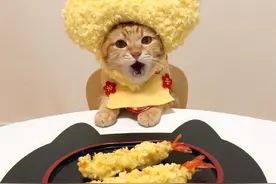 美食与猫咪搭配，更提食欲哦图片