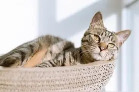 猫咪独自在家会有哪些危险，怎么预防？图片