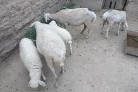 如果把养羊当成职业，有4点事项要考虑周全，不然很难赚到钱图片