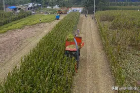 七旬大爷卖玉米秸秆，运输工具奇特：旁边野草没见过图片