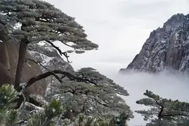 被质疑为假树的黄山迎客松，警卫日夜看守，掉一片叶子都有人记录图片