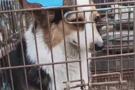 江苏：因为生下的小狗都死了，刚剖腹产不久的柯基被卖上了狗肉车图片