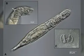 冷冻超2.4万年，史前轮虫复活成功，离人体冷冻复活还有多久？图片