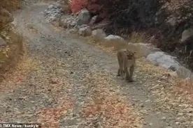 美国小伙峡谷徒步时偶遇美洲狮幼崽，上前拍照突遭母狮6分钟穷追图片