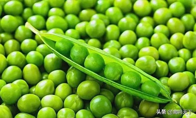 豌豆在家禽饲料中的应用前景与营养价值