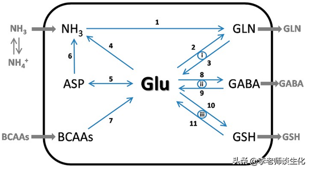氨基酸的转氨、联合脱氨与脱酰胺作用