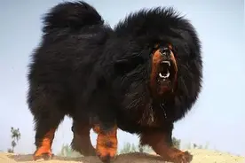 骑车女子见到藏獒太紧张，被吓到撞墙致高位截瘫！狗主人要赔100多万图片