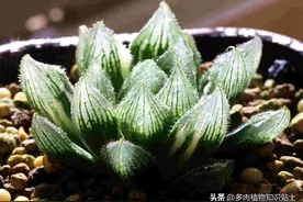 落入凡间的植物精灵，非这些十二卷莫属图片