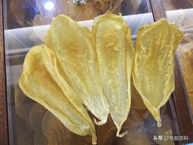100头花胶是什么意思 100头的花胶好不好