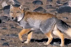 同样是狐狸，藏狐不妖媚，天生一副欠揍表情成为网红图片