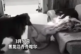 狗子救火你见过吗？民间消防救援队伍“新力量”——金毛犬图片