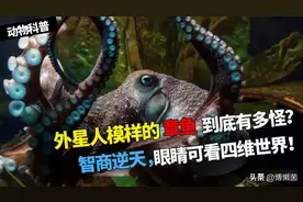 外星生物章鱼为何成为欧洲杯新晋网红？智商逆天，重点是占卜奇准图片