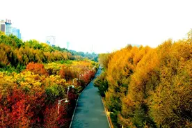 当那枫叶红、菊花黄的时候，我等你暮暮朝朝——吉林60处与秋枫相遇的地方，走起！图片