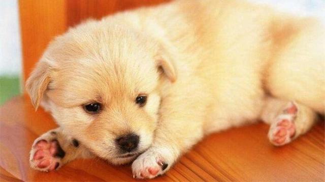 床上有狗虱子怎么办