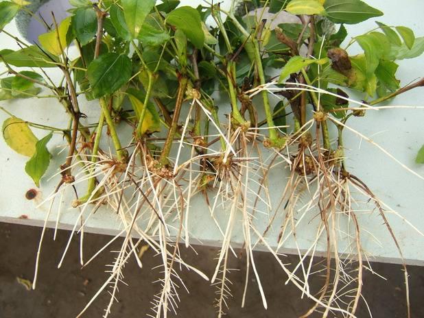 怎么做生根水(柳树枝怎么做生根水)-措必培