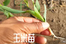 玉米二点委夜蛾，用什么药防治最好，又怎样提高防治效果图片