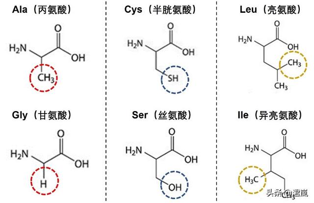 蛋白质翻译时如何确保选择正确的tRNA？