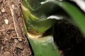 掰除老叶，促进君子兰新根萌生图片