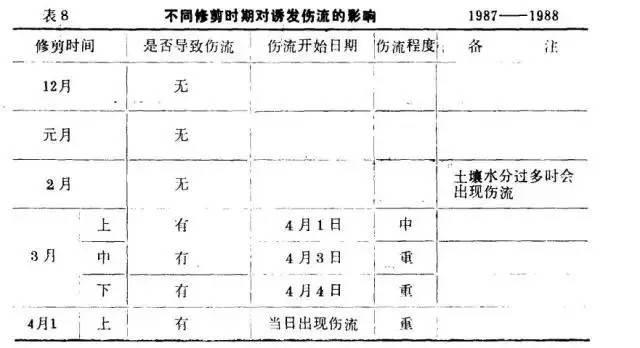 葡萄伤流，像是葡萄在“流泪”，让人心疼！这样做，完全可以避免