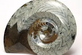 曾经称霸了4亿年的海洋霸主——菊石图片