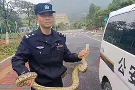 珠海民警徒手生擒大蟒蛇！ 群众点赞：好身手！图片