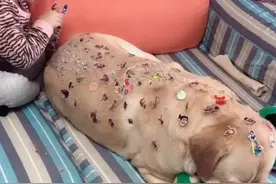 孩子跟狗狗独处，以为会有危险，看到它忍痛的模样，让人心疼图片