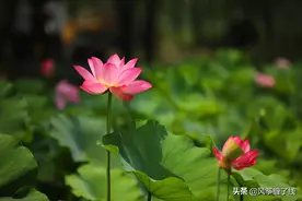 “荷”你相约·夏日微山湖图片