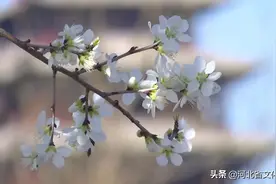水城迁安 最美人间四月天图片