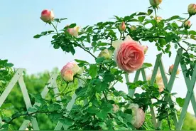 支持国货从我做起图片