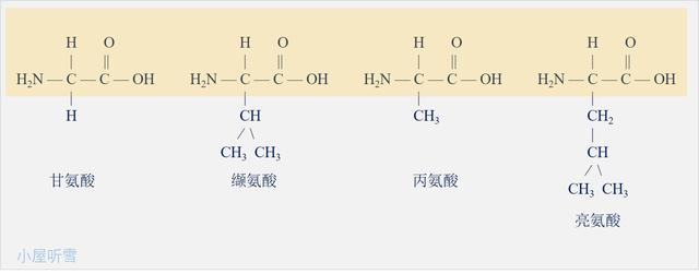 突破氨基酸结构难点，轻松掌握《生命活动的承担者——蛋白质》