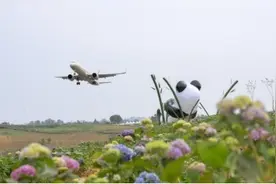 四川成都空港花田20万株绣球花等你来赏！图片